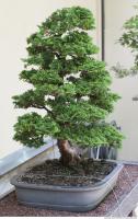 Photo Texture of Bonsai 0002